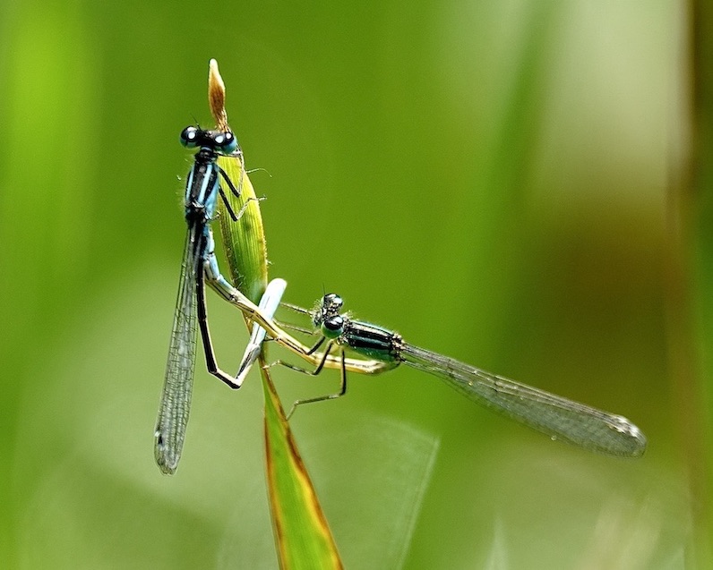 blue-tailed